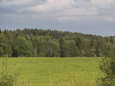 Rusya, Karelia 'da bir ormanın önündeki tarlada. Yazın kırsal bölge manzarası. Orman kenarı