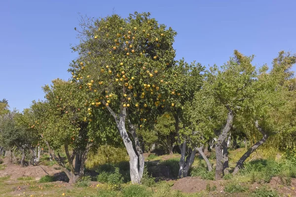 Frutteto Nel Nord Israele Nella Valle Del Monte Hermon Aranci — Foto Stock