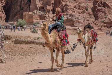 Petra, Ürdün - 23.04.2018: Ürdün develi Bedevi. Petra Jordan 'da seyahat tipi fotoğrafçılığı