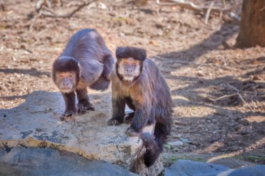 Tütsülenmiş kapuçin, Sapajus apella, siyah kapuçin. Yodfat, İsrail 'deki Maymun Ormanı' nda egzotik maymunlar. Hayvanları serbestçe dışarı taşımak için doğal koşullar