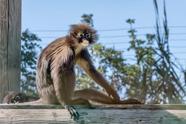 Dusky Blad Aap Bril Langur Bril Blad Aap Trachypithecus Obscurus — Stockfoto