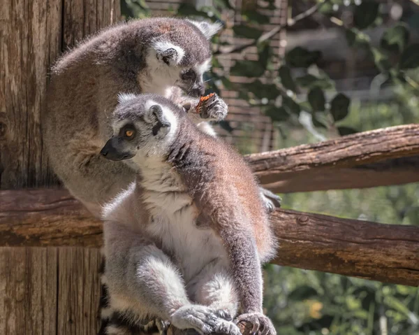 Lemure Coda Anello Lemur Catta Grande Primate Con Lunga Coda — Foto Stock