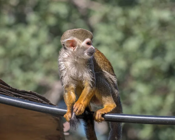 Midden Amerikaanse Eekhoornaap Exotische Apen Het Monkey Forest Yodfat Israël — Stockfoto