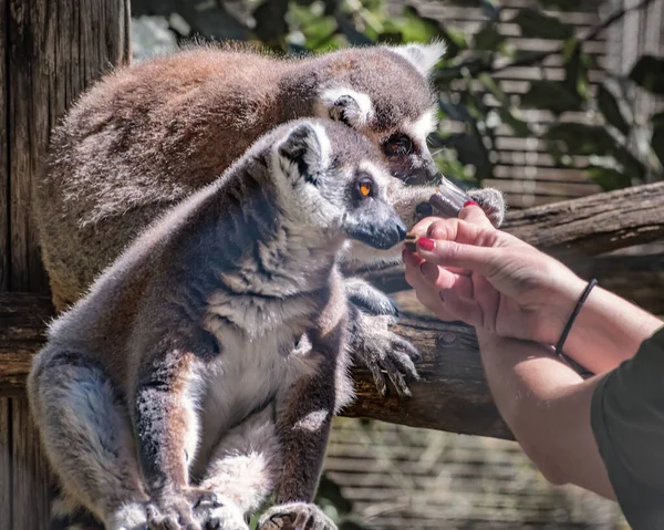 Ringelschwanzmaki Lemurenkatze Große Primaten Mit Langem Schwarz Weiß Beringtem Schwanz — Stockfoto