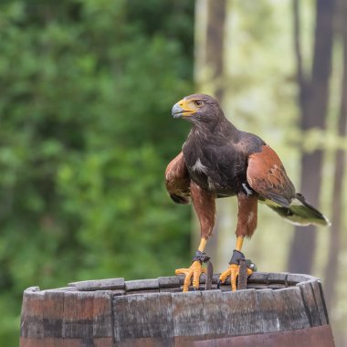 Harris 'in şahini, Parabuteo unicinctus, körfez kanatlı şahin veya esmer şahin, orta büyüklükte bir yırtıcı kuş. Harris 'in şahinleri şahinlerde kullanıldı.