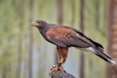 Harris's hawk, the bay-winged hawk or dusky hawk, a medium-large bird of prey. Harris's hawks have been used in falconry clipart