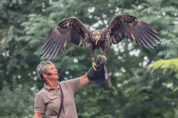 德国柏林 2018年6月2日 阿奎拉菊花 黑褐色的猛禽 猎鹰手上的餐巾上有浅金色羽毛 — 图库照片