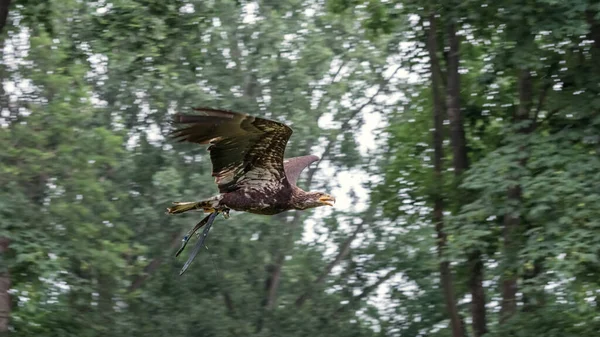 Steinadler Fliegen Steinadler Aquila Chrysaetos Greifvogel Mit Dunkelbraunem Hellerem Goldbraunem — Stockfoto