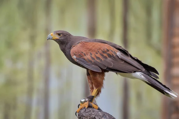 Harris Habicht Der Rotflügelfalke Oder Dämmerungsfalke Ein Mittelgroßer Greifvogel Harris — Stockfoto