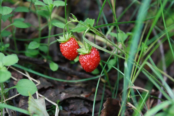 Erdbeerholz, rote Waldbeere im Busch. — Stockfoto