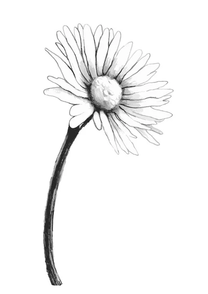 Szkic kwiat rumianku, ręka wektor rysunek — Wektor stockowy