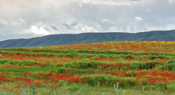 Trans-Ili Alatau dağlarda bahar.
