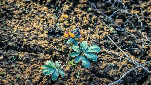 Pflanzen in der Steppe im Frühling. — Stockfoto
