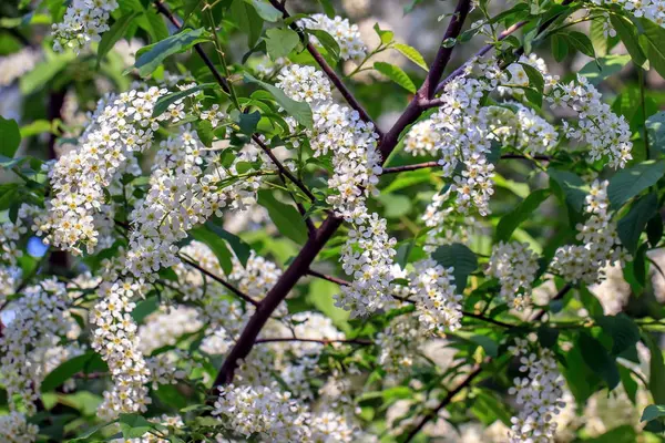 Flores de cereja de pássaro branco . — Fotografia de Stock