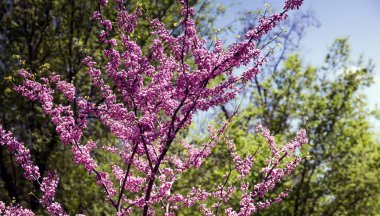Pembe çiçekler dallar üzerinde.