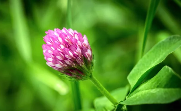 Lila bloem op een groene achtergrond. — Stockfoto