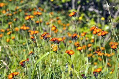 Çiçek Trans-Ili Alatau Dağları.