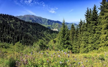 Göknar ormanı Dağları.