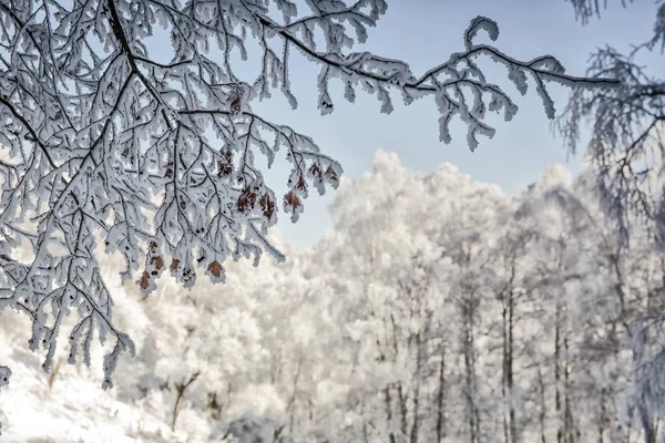 霜と山の森で雪で冬の背景 — ストック写真