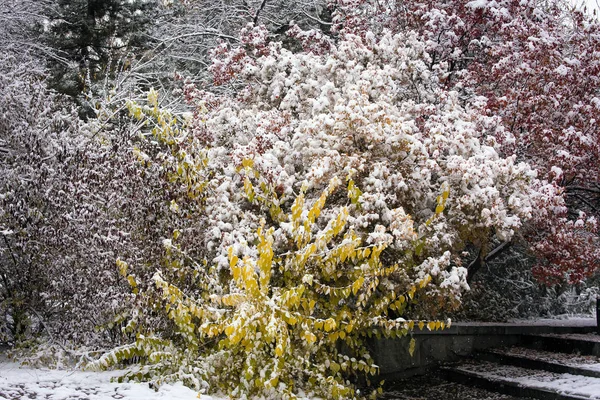 Pierwszy Śnieg Miejskim Parku Jesienny Poranek — Zdjęcie stockowe