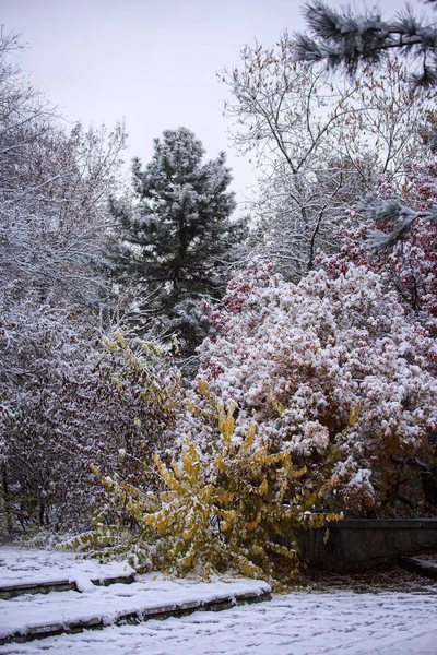 Pierwszy Śnieg Miejskim Parku Jesienny Poranek — Zdjęcie stockowe
