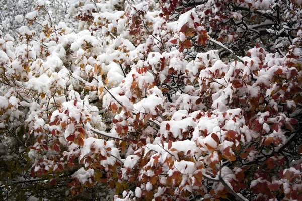秋天公园里彩色树叶上的第一片白雪 — 图库照片