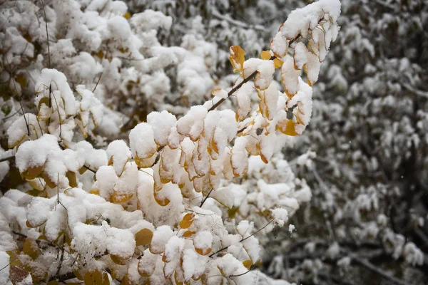 秋天公园里彩色树叶上的第一片白雪 — 图库照片