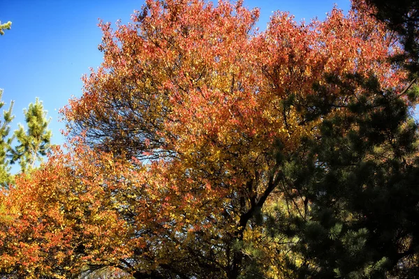 Herbstlandschaft Bergwald — Stockfoto