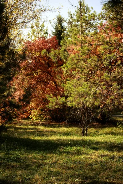 Paisagem Outono Uma Floresta Montanha — Fotografia de Stock