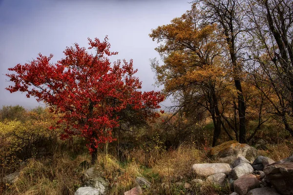 Paisagem Outono Uma Floresta Montanha — Fotografia de Stock