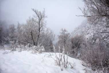 Bir kış sabahı bir dağ ormanının manzarası.
