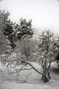 kış manzara dağ orman.