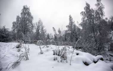 Bir kış sabahı bir dağ ormanının manzarası.