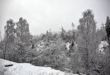 Bir kış sabahı bir dağ ormanının manzarası.