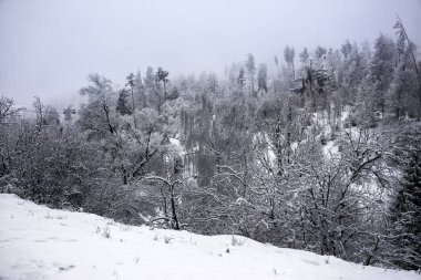 Bir kış sabahı bir dağ ormanının manzarası.