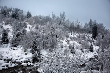 Bir kış sabahı bir dağ ormanının manzarası.