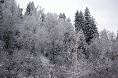 Bir kış sabahı bir dağ ormanının manzarası.