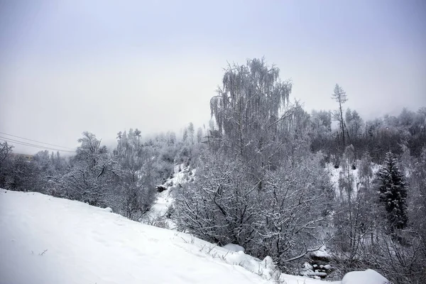 Paysage Dans Une Forêt Montagne Matin Hiver — Photo