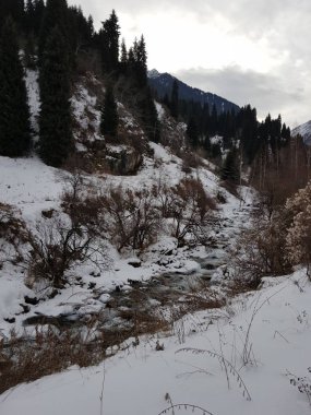 kış manzara dağ orman.