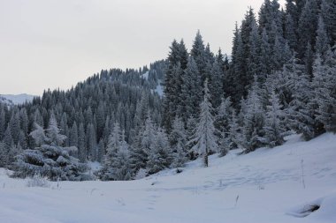 kış manzara dağ orman.
