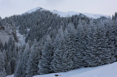 kış manzara dağ orman.