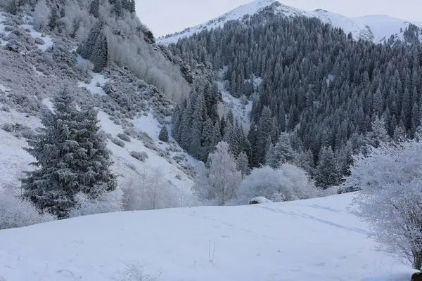 Paysage Hivernal Dans Forêt Montagne — Photo