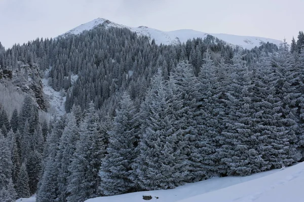 Зимний Пейзаж Горном Лесу — стоковое фото
