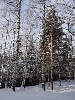 kış manzara dağ orman.