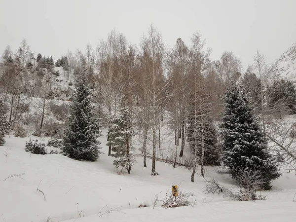 Paysage Hivernal Dans Forêt Montagne — Photo