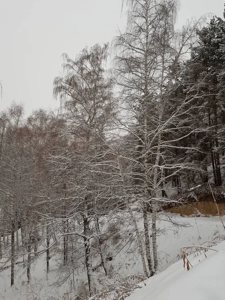 Vinterlandskap Skogen Berg — Stockfoto
