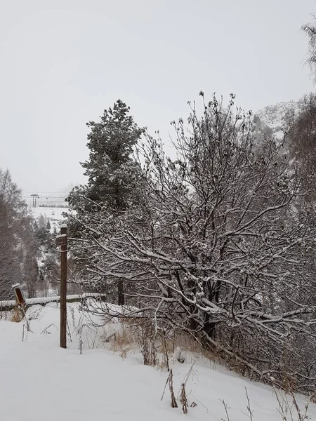 Vinterlandskap Skogen Berg — Stockfoto