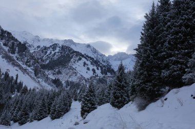 Bir kış sabahı bir dağ ormanının manzarası.