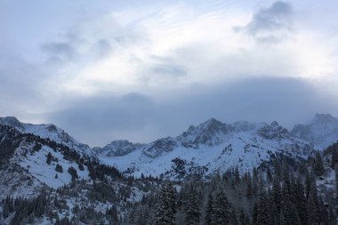 Bir kış sabahı bir dağ ormanının manzarası.