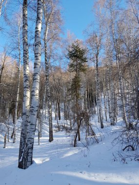 Aydınlık bir günde ormandaki kış manzarası.